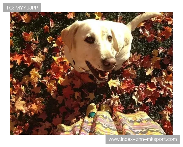 攀岩赛事给选手狗狗也发奖牌 攀岩赛事给选手狗狗也发奖牌